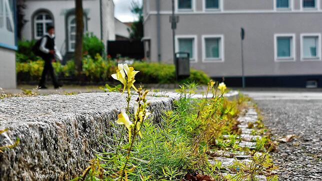 Gelbes Leinkraut genießt die Herbstsonne vor der SÜDKURIER-Redaktion. Ein schöner Anblick. Dass hier das „Unkraut“ an der Straßenkante ...