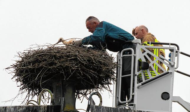 Unser Bild aus dem Jahr 2019 zeigt Manfred Bartler bei einer Beringung von Jungstörchen.