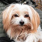 Mia ist eine Mischung aus Terrier und Chihuahua. Ihrem Besitzer Besnik Shalla ist ihre Sicherheit sehr wichtig.