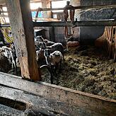 Im Februar herrschten katastrophale Zustände in den Stallungen, weswegen die Tiere beschlagnahmt wurden.