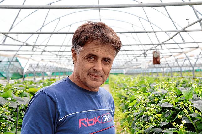 Erich Pfleghaar in einem der Folientunnel, in denen er Erdbeeren anbaut. Den geschützten Anbau hält er für die Zukunft der Landwirtschaft.