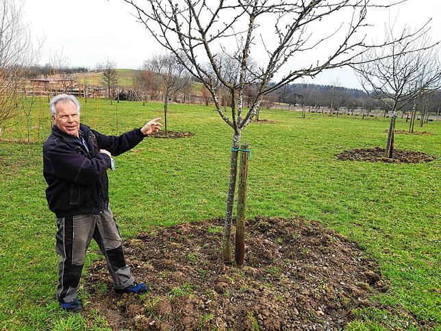 Neu angepflanzte Streuobstwiese von Wilfried Rupp nahe Salem: Auf 7000 Quadratmetern ein Biotop erschaffen.