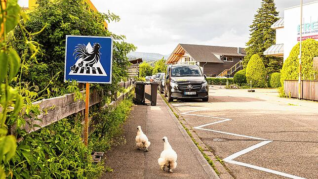 Badener baut mobilen Zebrastreifen für seine Hühner.