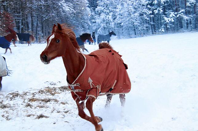 Bild 2: Toben im Tiefschnee: So viel Lebensglück für 50 Pferde in Überlingen-Bambergen