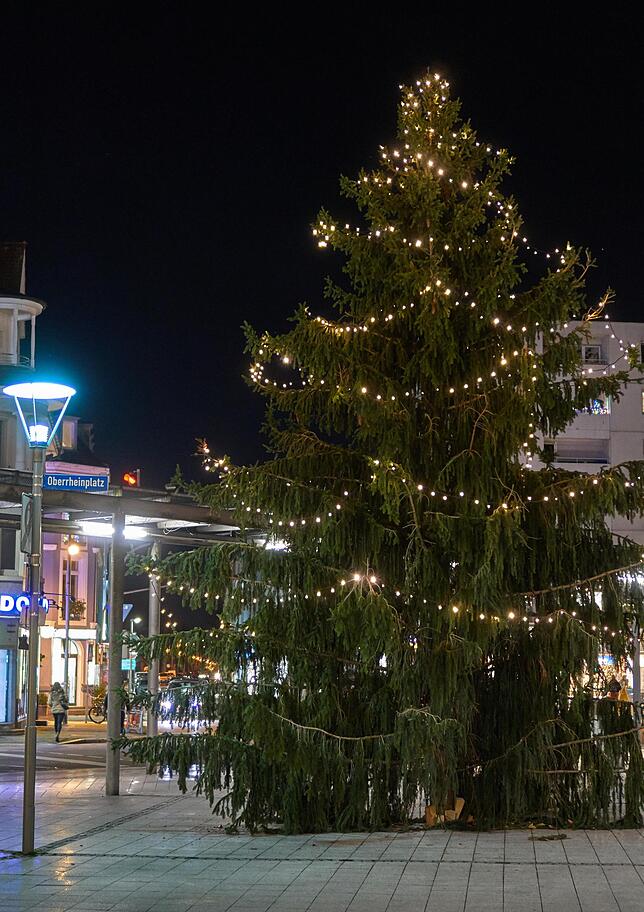 Raumfüllend: Der Oberrheinplatz in Rheinfelden bietet für diesen üppigen Baum von gut 10 Meter Höhe genug Raum. Sein Zwilling steht nur ...