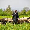 Idyllischer Arbeitsplatz: Schäfer Peter Blum mit seinem Border Collie Roxy und einem Teil seiner Schafe im Grünen bei Markelfingen.