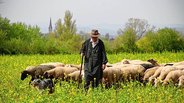 Idyllischer Arbeitsplatz: Schäfer Peter Blum mit seinem Border Collie Roxy und einem Teil seiner Schafe im Grünen bei Markelfingen.
