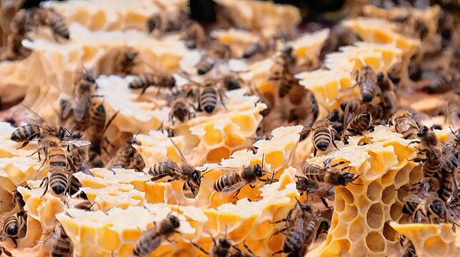 Fleißig: Dieses Jahr haben die Bienen des Vereins an die 22 Tonnen Honig produziert.