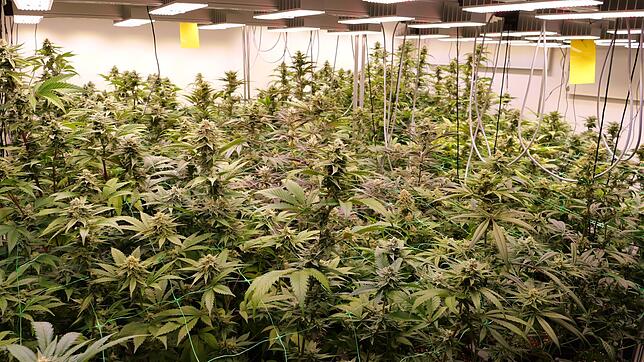 Viel mehr Anträge als Genehmigungen für Cannabisvereinigungen. (Archivbild)