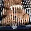 Die Vorarlberger Polizei hat am Freitagmorgen einen illegalen Tiertransport gestoppt.