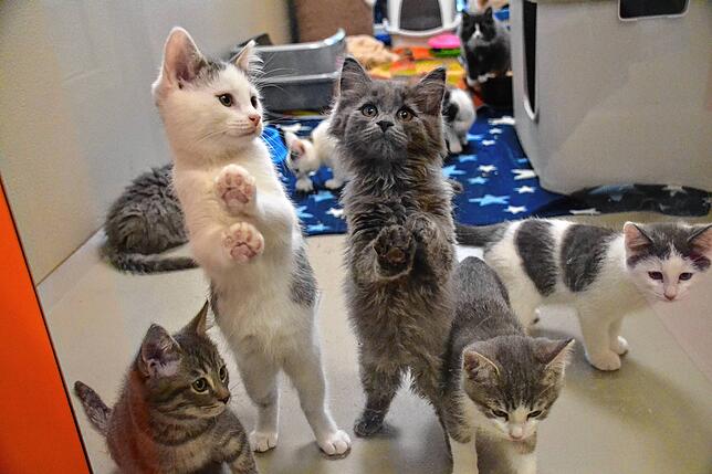 Im Jahr 2023 waren 356 Katzen im Kreistierheim in Donaueschingen untergebracht.