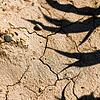 Die anhaltende Trockenheit in Südbaden macht der Natur zu schaffen, viele Landwirte machen sich Sorgen um die Erneterträge.