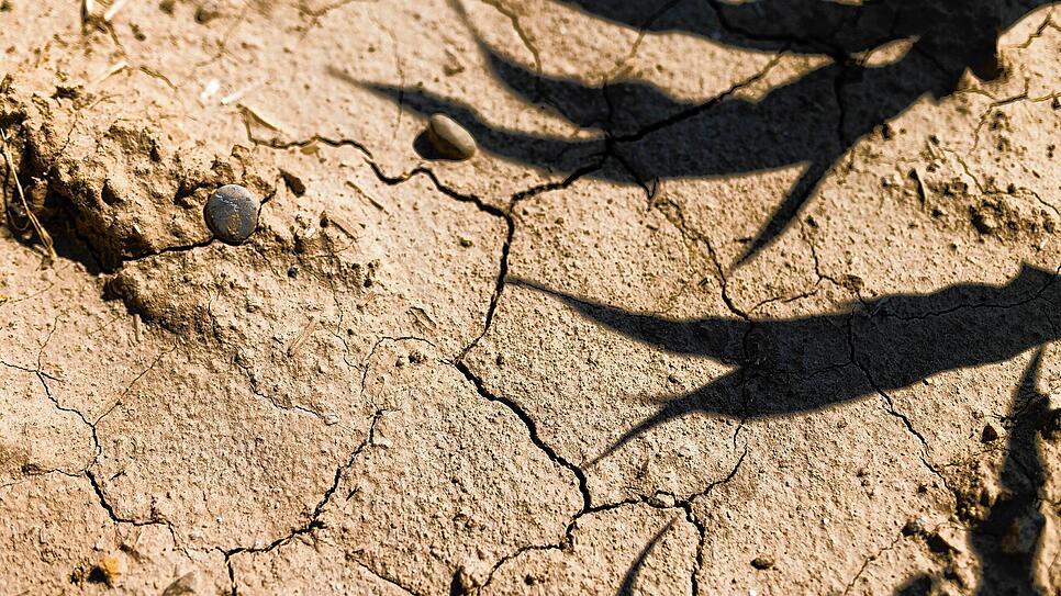 Die anhaltende Trockenheit in Südbaden macht der Natur zu schaffen, viele Landwirte machen sich Sorgen um die Erneterträge.