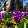 Sie sind die Frühlingsboten auf der Insel Mainau: Krokusse säumen die Allee und recken sich in Richtung Sonne.
