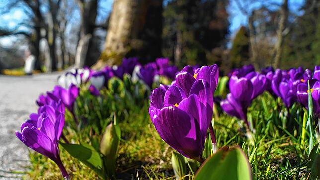 Sie sind die Frühlingsboten auf der Insel Mainau: Krokusse säumen die Allee und recken sich in Richtung Sonne.