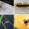 Am Hochrhein und in ganz Baden-Württemberg breiten sich Insekten auf, die von anderen Ecken der Erde eingeschleppt wurden. Unter anderem ...