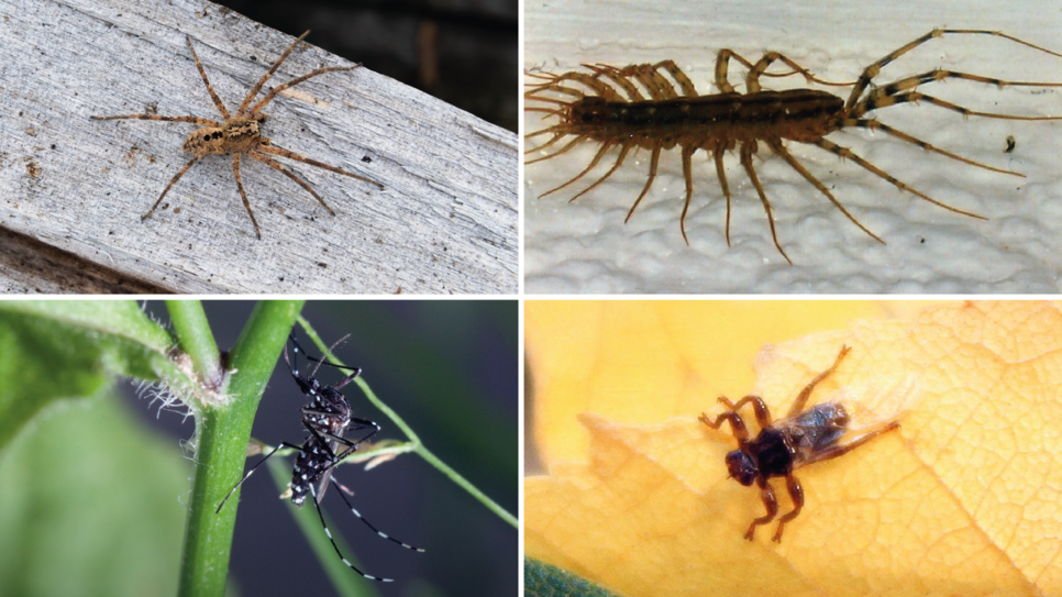 Am Hochrhein und in ganz Baden-Württemberg breiten sich Insekten auf, die von anderen Ecken der Erde eingeschleppt wurden. Unter anderem ...