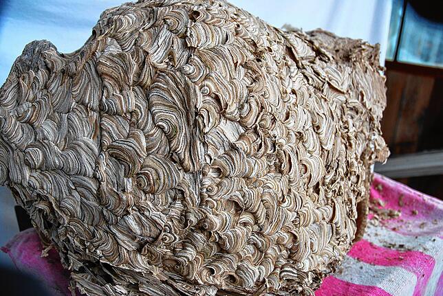 Die feingliedrige Struktur des Wespennests erinnert an Muscheln.