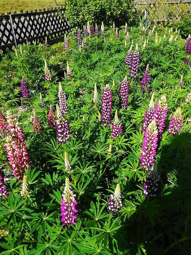 Bild 19: #SKverbindet: Das sind die schönsten Gartenprojekte unserer Leser