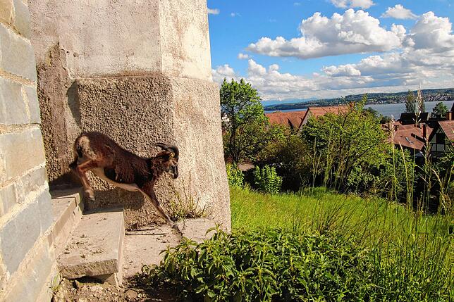 Bild 1: Soayschafe im Dienst der Stadt und der Landesgartenschau