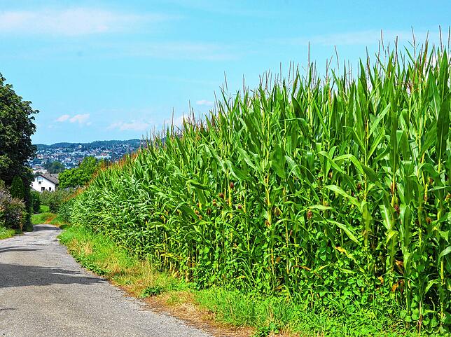 Maisfeld am Bodensee.