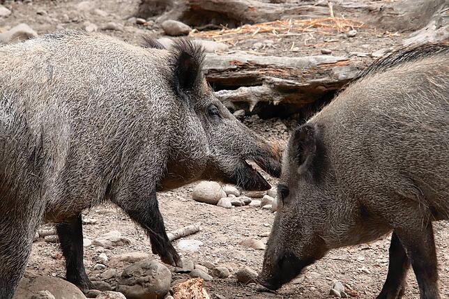 Bild 6: So kommen Zootiere mit der Hitze klar