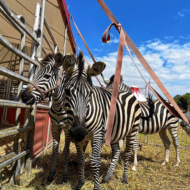 Bild 4: Leiden sie für unsere Unterhaltung? Tierschützer wollen gegen Zirkus in Konstanz demonstrieren