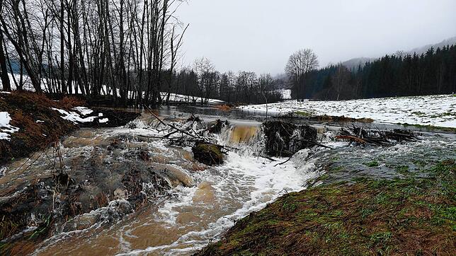 Der Biberdamm bei Deggenhausertal ist recht stabil gebaut. Wegen der Schneeschmelze und dem andauernden Regen ist die Deggenhauser Aach ...