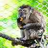 Könnte auch er sich mit dem Coronavirus infizieren?: Ein Javaneraffe des Basler Zoos beim Mittagessen.