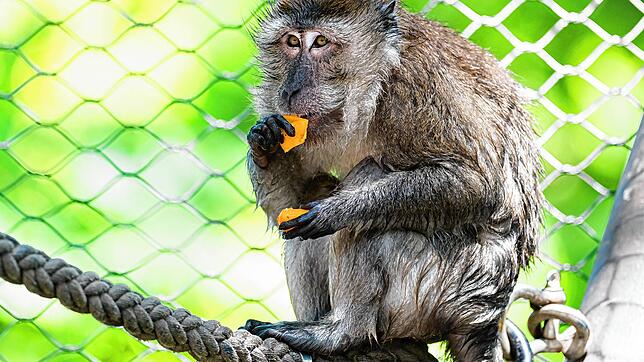 Könnte auch er sich mit dem Coronavirus infizieren?: Ein Javaneraffe des Basler Zoos beim Mittagessen.