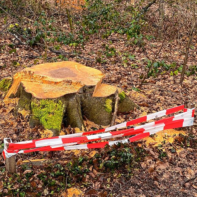 Aufgrund von Fällarbeiten mussten einige Bänke entfernt werden. Irmgard Weishaupt sagt aber, dass die Bank in der Nähe des Sportplatzes ...