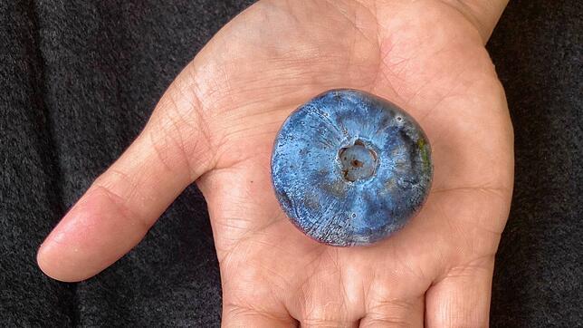 Die schwerste Blaubeere der Welt wurde jetzt ins Guinness-Buch der Rekorde aufgenommen.