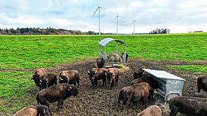 Diese Rinder juckt das nicht: Zwischen Heiligenberg und Pfullendorf stehen drei Windkraftanlagen. Ein Höhenrücken bei Betenbrunn ist ...