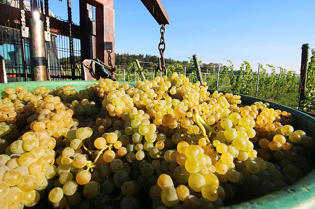 Frisch gelesene Müller-Thurgau-Trauben, die in diesem Jahr einen besonders hohen Zuckergehalt haben.