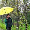 Obstbauer Roland Maier ist wütend über die Schäden an seinen Bäumen. Manche Abschnitte hängen noch halb oben, andere wurden achtlos am ...