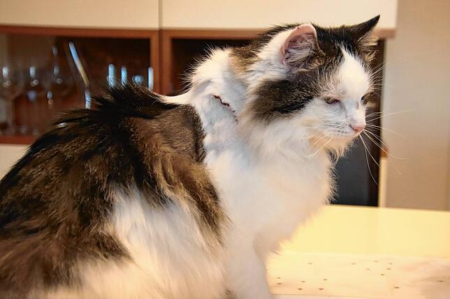 An der Schulter von Kater Diego zeigt sich noch die Wunde durch die Schussverletzung.