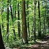 Ausschnitt aus dem Altbohlwald, in der Nähe der Grillstelle.