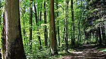Ausschnitt aus dem Altbohlwald, in der Nähe der Grillstelle.