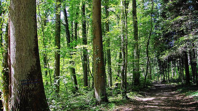 Ausschnitt aus dem Altbohlwald, in der Nähe der Grillstelle.