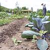 Auch Gartenprojekte bietet die Awo mit den Stadtoasen und der Landschaftspflege an.