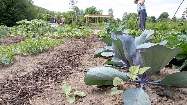 Auch Gartenprojekte bietet die Awo mit den Stadtoasen und der Landschaftspflege an.