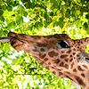 Aktuell sind die Bäume grün und Giraffe Xamburu zupft sich seine Mahlzeit selbst von den Bäumen. Doch was ist im Winter, wenn die ...