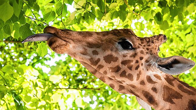 Aktuell sind die Bäume grün und Giraffe Xamburu zupft sich seine Mahlzeit selbst von den Bäumen. Doch was ist im Winter, wenn die ...