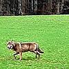 An der B14, beim Abzweig in Richtung Hecheln soll dieses Bild des mutmaßlichen Wolfs entstanden sein.