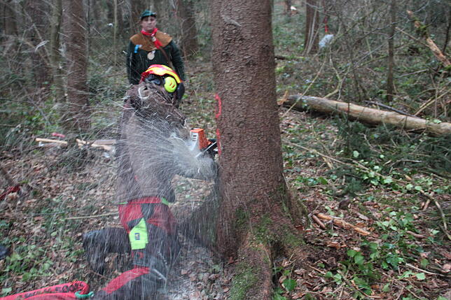 Bild 2: Bilder vom Einholen der Narrenbäume der Narrizella Ratoldi und der Froschenzunft im Altbohlwald