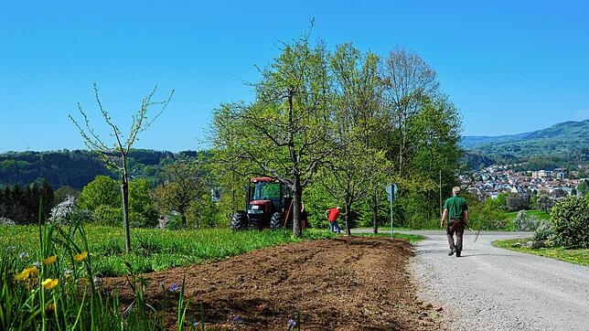 Demnächst wird es hier bunt blühen: Der Obst- und Gartenbauverein Wehr hat die Wildblumenwiese eingesät.