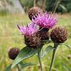 Die Schwarze Flockenblume ist typisch für Bergwiesen im Schwarzwald. Sie ist daher auch Bestandteil der Samenmischung, die auf dem ...