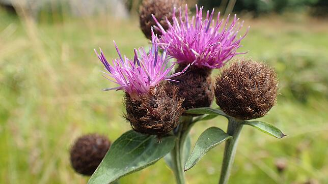 Die Schwarze Flockenblume ist typisch für Bergwiesen im Schwarzwald. Sie ist daher auch Bestandteil der Samenmischung, die auf dem ...