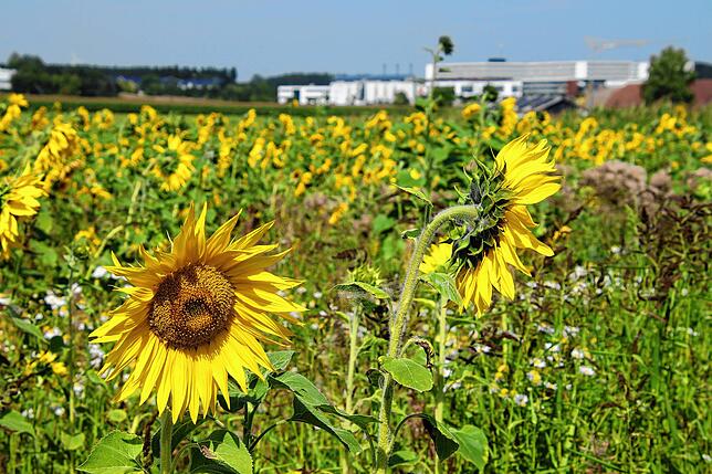 Das Sonnenblumenfeld bei der Familie Wildi (im Hintergrund das Klinikum) entfaltet derzeit wieder seine ganze Pracht.