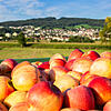 Das sind Äpfel aus Gehrenberg (Markdorf) in der Bodenseeregion. (Symbolbild) In Binzen im Landkreis Lörrach haben Diebe 400 Kilo Äpfel ...
